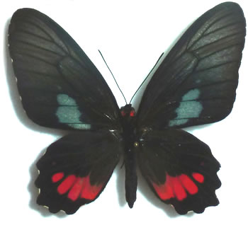 Parides phosphorus 