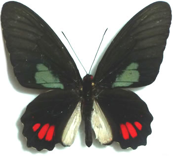 Parides phosphorus 