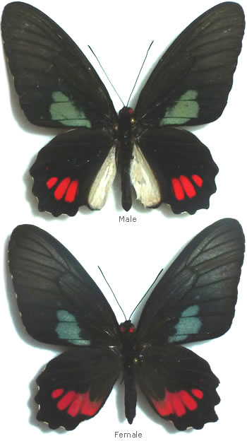 Parides phosphorus 