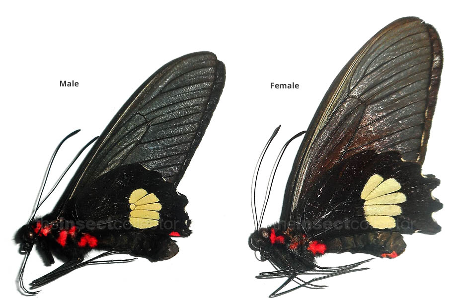 Parides pizarro