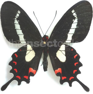 Parides proneus