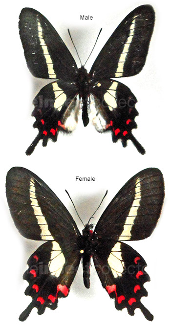 Parides proneus