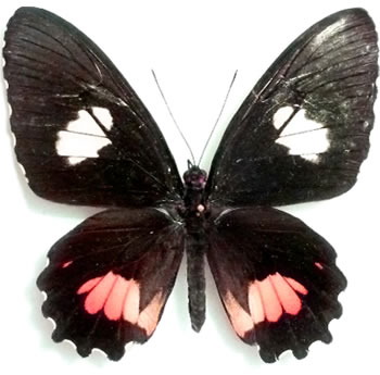 Parides sesostris 