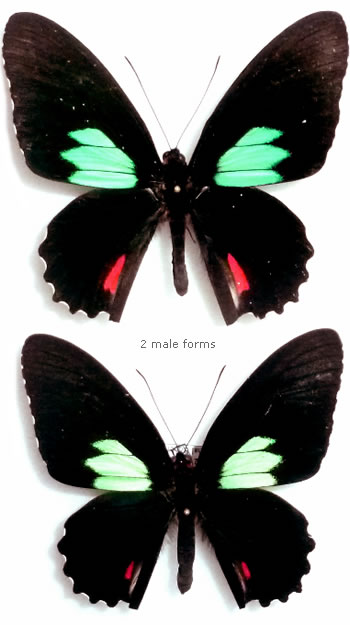 Parides sesostris 