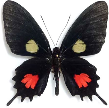 Parides tros