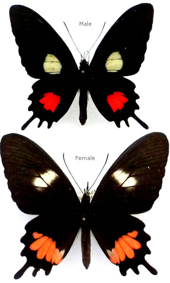 Parides tros 