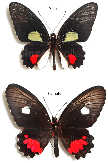 Parides vertumnus