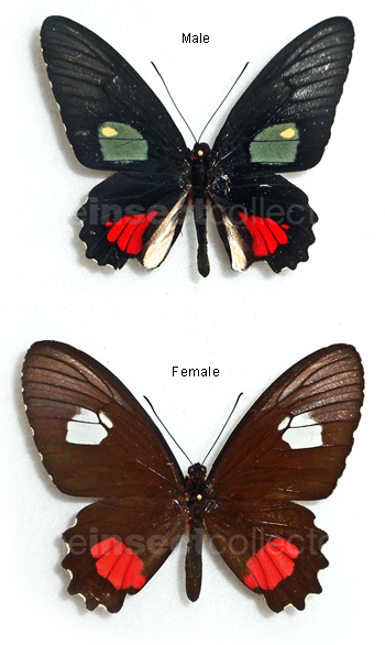 Parides vertumnus 