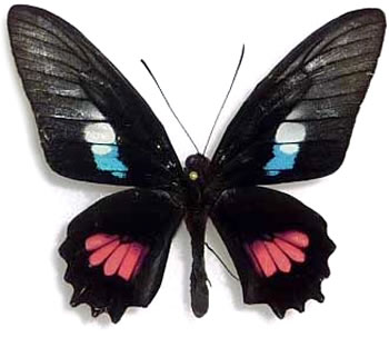 Parides zacynthus