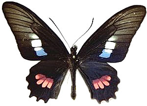 Parides zacynthus