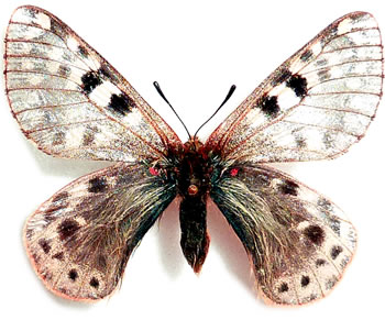 Parnassius acco