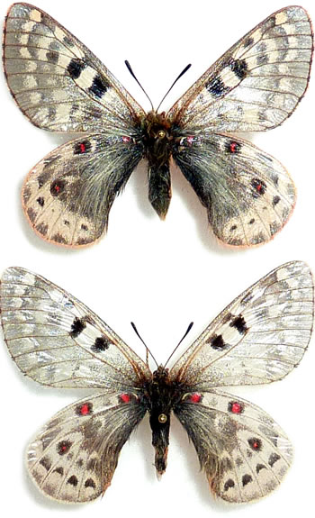 Parnassius acco