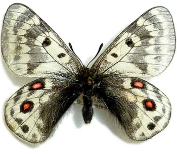 Parnassius acdestis