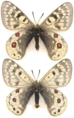 Parnassius acdestis