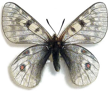 Parnassius acdestis 