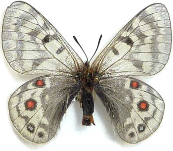 Parnassius acdestis 