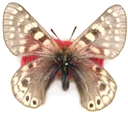 Parnassius acdestis  