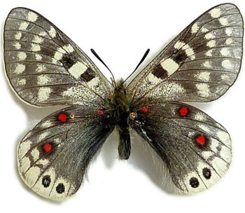 Parnassius acdestis