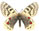 Parnassius acdestis Parnassius acdestis
