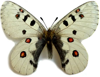 Parnassius actinoboloides 