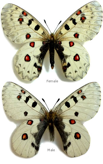 Parnassius actinoboloides 