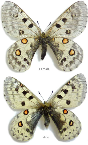 Parnassius actius 