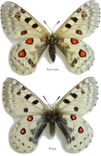 Parnassius actius 