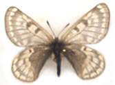 Parnassius andreji 