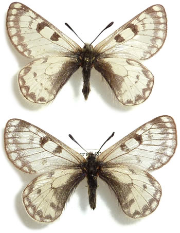 Parnassius boedrominus