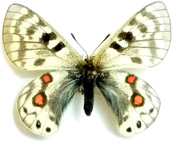 Parnassius cardinal  