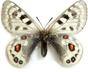 Parnassius cephalus 