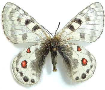 Parnassius cephalus