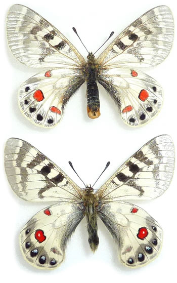 Parnassius charltonius