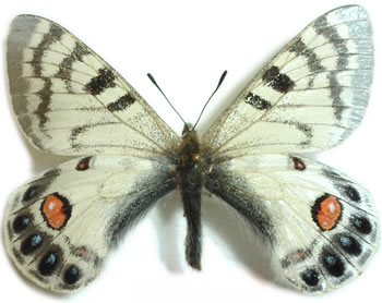 Parnassius romanovi