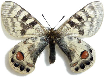 Parnassius charltonius