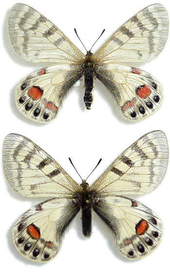 Parnassius romanovi