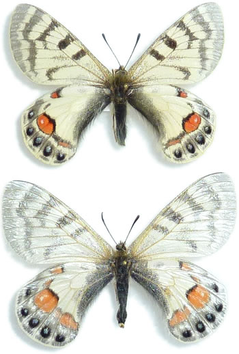 Parnassius romanovi