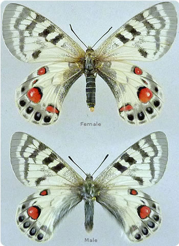 Parnassius romanovi