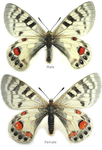 Parnassius romanovi