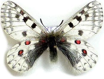 Parnassius dongalaica 