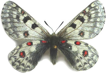 Parnassius dongalaica 