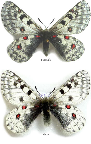 Parnassius dongalaica 