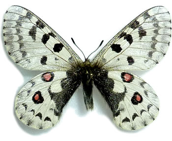 Parnassius epaphus