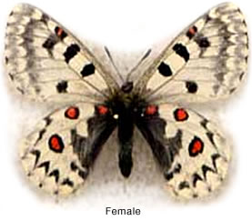 Parnassius epaphus