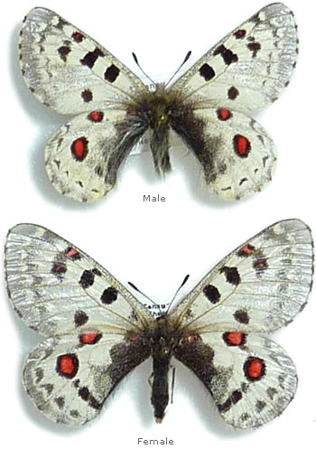 Parnassius epaphus