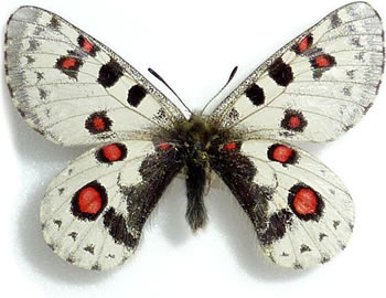 Parnassius epaphus