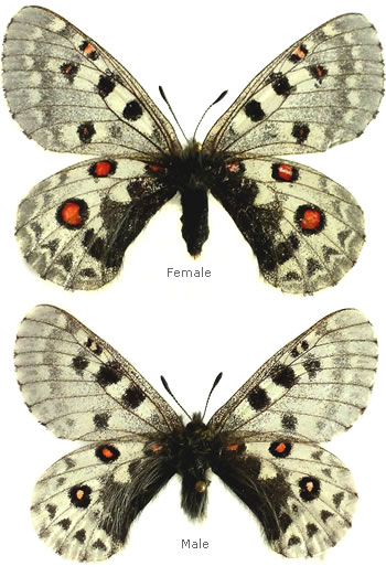 Parnassius epaphus