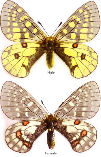 Parnassius eversmanni