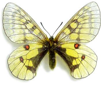 Parnassius eversmanni