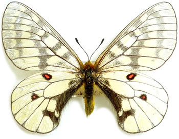 Parnassius maui (felderi) 